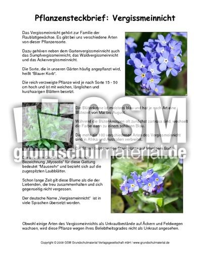 Steckbrief-Vergissmeinnicht.pdf
